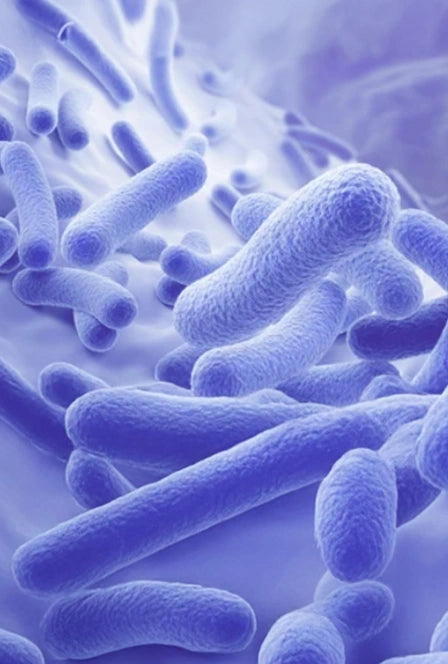 Bacillus Coagulans