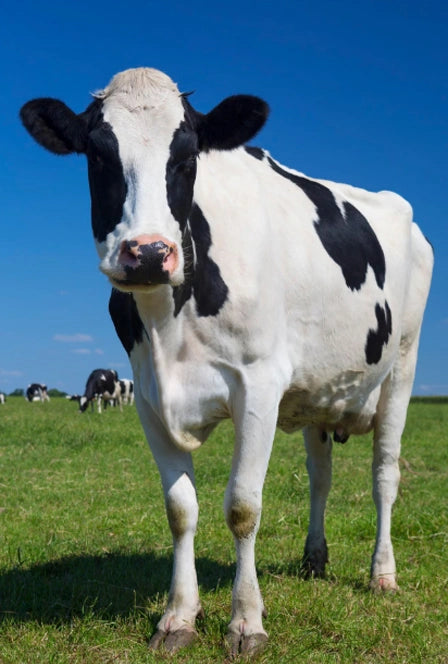 Collagen (Bovine)