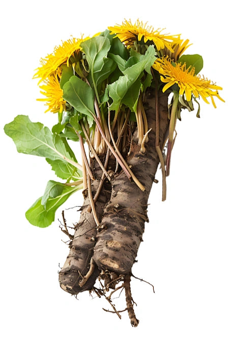 Dandelion Root Powder