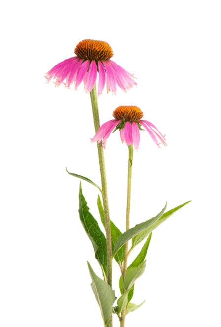 Echinacea Powder