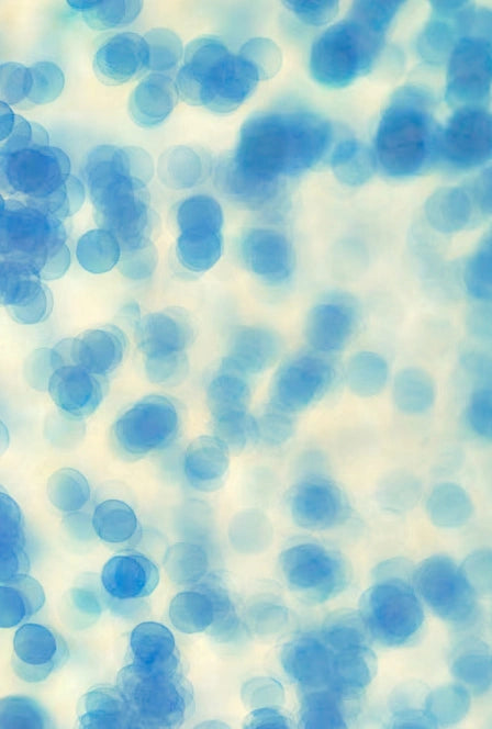 Fermented Yeast (Saccharomyces cerevisiae)