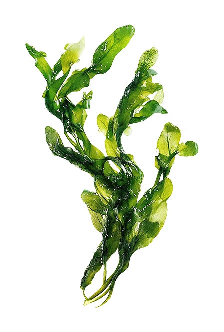 Kelp Powder