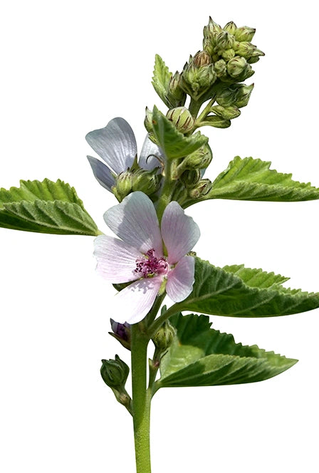 Marshmallow Root Powder