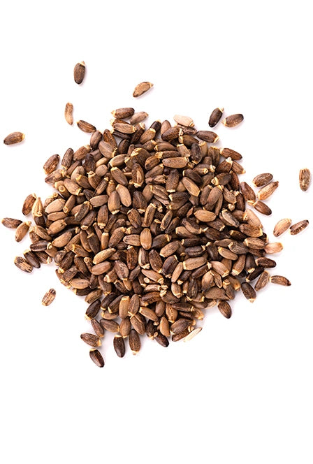 Milk Thistle Seed Extract