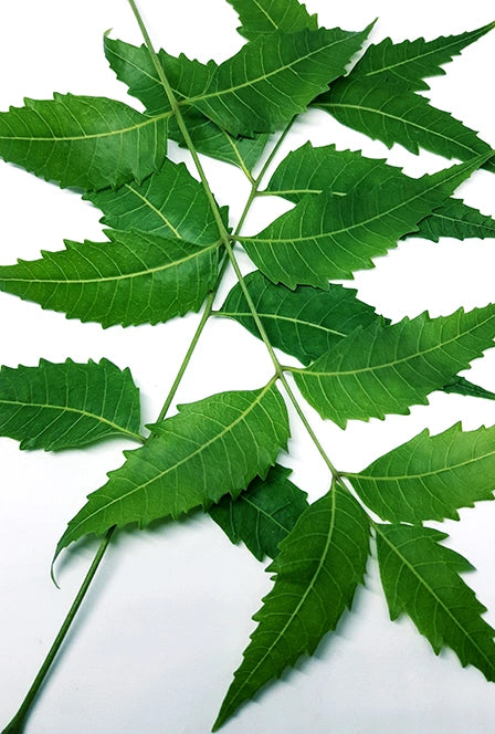 Neem Leaf Powder