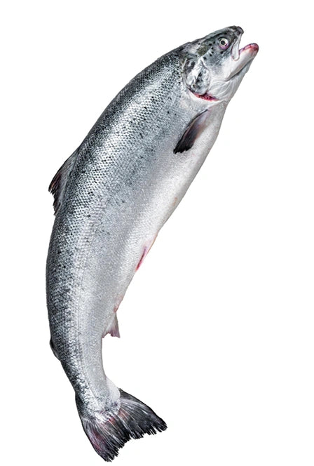 Omega 3 (Fish) Powder