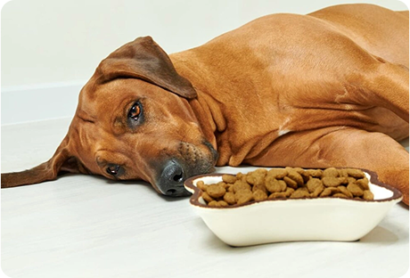 Gut Drama Meets Itchy Chaos