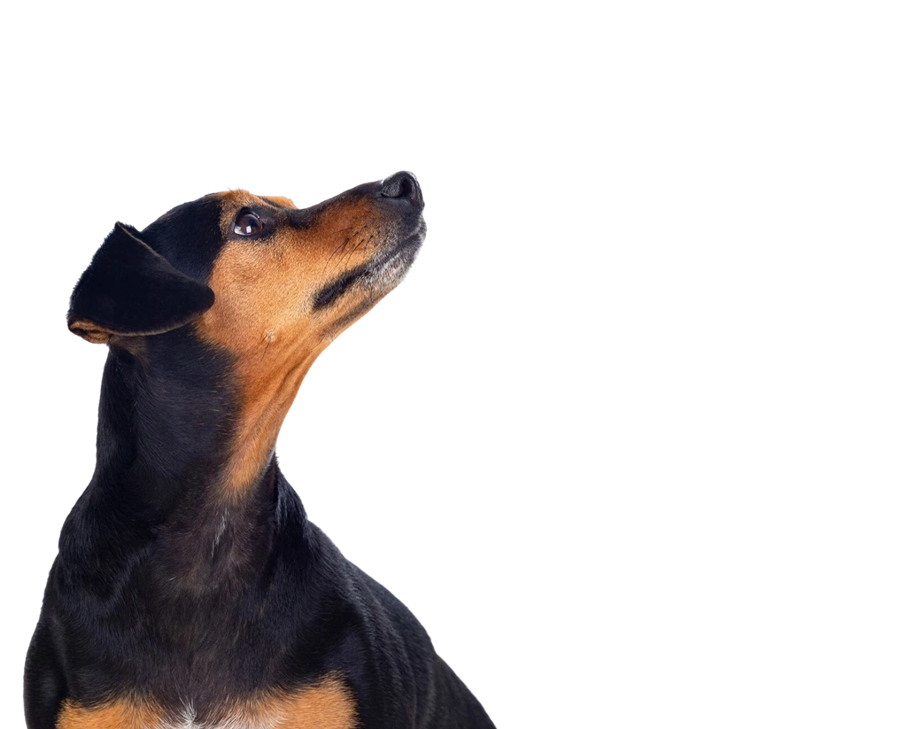 Happy dog looking up