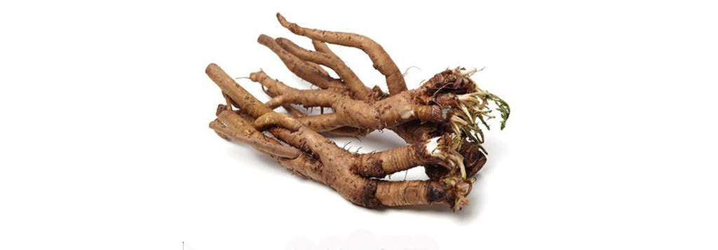 Dandelion Root: A Natural Ally for Your Dog’s Allergy, Skin, and Coat Health