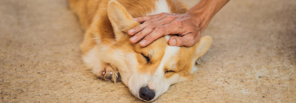 How Seasonal Changes Impact Your Dog’s Skin and Coat Health