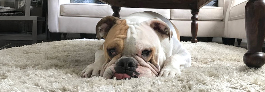 Managing Stress in Dogs During the Holiday Season