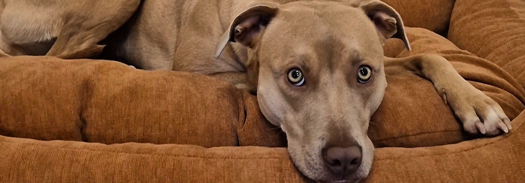 3 Ways to Make Dog Parenting Easier (And More Enjoyable for You Both)