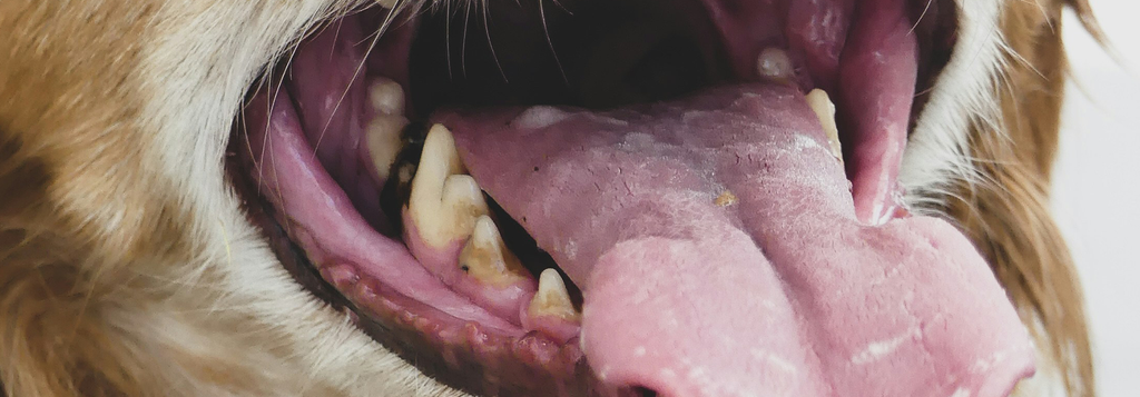 How Oral Biofilms Are Affecting Your Dog’s Health (And What to Do About It)