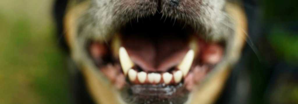 Natural Ways to Prevent Plaque and Tartar Without Brushing: A Guide for Dog Owners