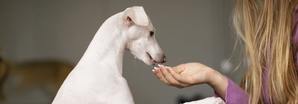 The Role of Probiotics in Your Dog’s Health: Supporting Digestion and Immunity