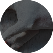 Hip & Joint Support