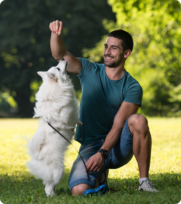 Healthy dog supplements